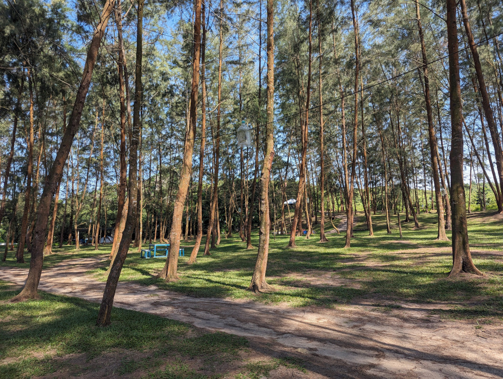 Plenty of trees